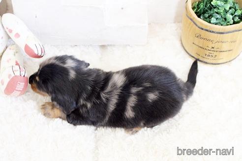 成約済の佐賀県のミニチュアダックスフンド(ロングヘアード)-176509の2枚目