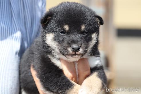 成約済の埼玉県の柴犬-176520