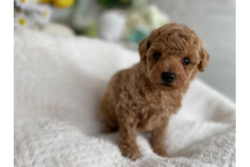 成約済の京都府のトイプードル-175135の5枚目