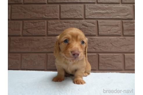 成約済の埼玉県のカニンヘンダックスフンド(ロングヘアード)-176572の2枚目