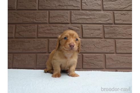 成約済の埼玉県のカニンヘンダックスフンド(ロングヘアード)-176572の3枚目