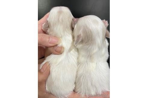 成約済の埼玉県のマルチーズ-175047の51枚目
