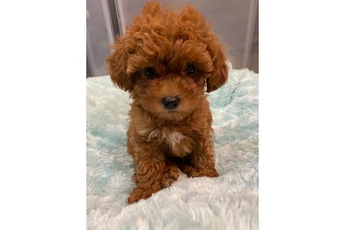 福岡 県のティーカッププードル 男の子 22 02 22生まれ お値段下げました この子を新しい家族にしませんか 子犬id ブリーダーナビ 福岡 県のティーカッププードル 男の子 22 02 22生まれ お値段下げました この子を新しい家族にしませんか 子犬id ブリーダーナビ