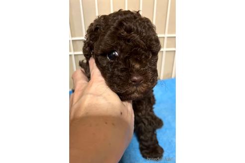 成約済の埼玉県のトイプードル-174170の4枚目