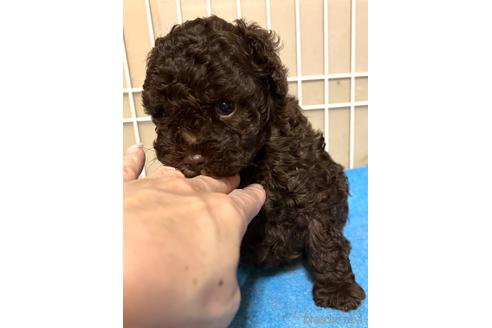 成約済の埼玉県のトイプードル-174170の2枚目
