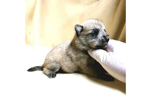 成約済の茨城県のミックス犬-176635の19枚目
