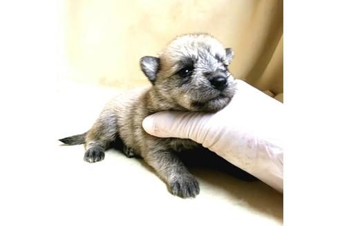 成約済の茨城県のミックス犬-176635の20枚目