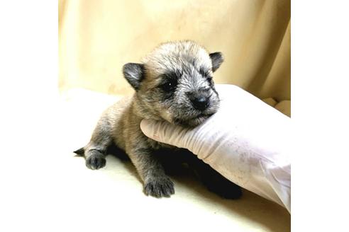 成約済の茨城県のミックス犬-176635の17枚目
