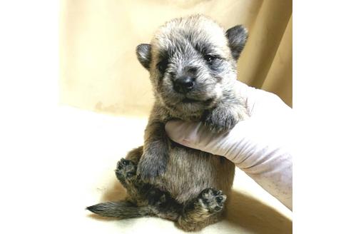成約済の茨城県のミックス犬-176635の16枚目