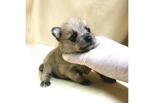 成約済の茨城県のミックス犬-176636の20枚目