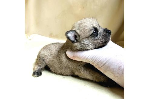 成約済の茨城県のミックス犬-176636の19枚目