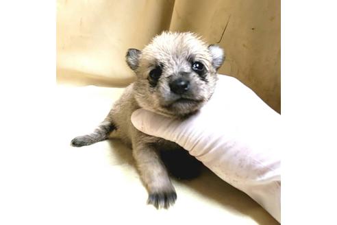 成約済の茨城県のミックス犬-176636の17枚目