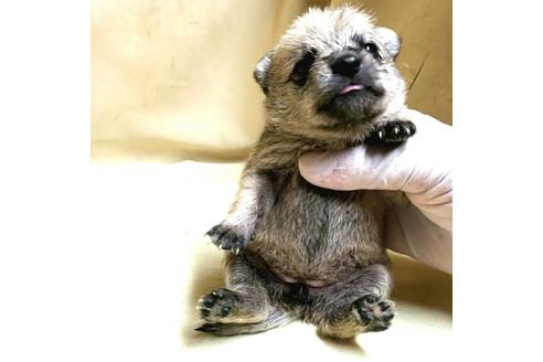 成約済の茨城県のミックス犬-176636の16枚目