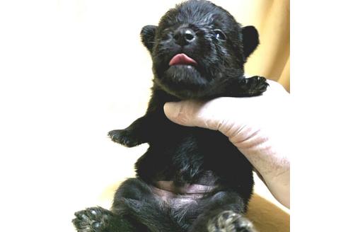 成約済の茨城県のミックス犬-176640の40枚目