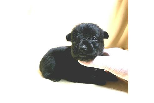 成約済の茨城県のミックス犬-176640の39枚目