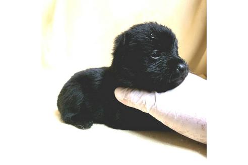 成約済の茨城県のミックス犬-176640の38枚目