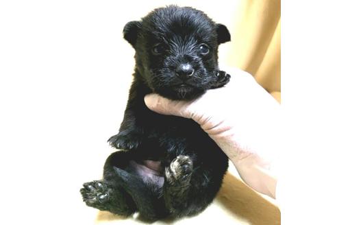 成約済の茨城県のミックス犬-176640の37枚目