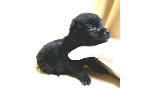 成約済の茨城県のミックス犬-176641の23枚目