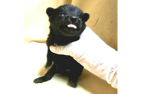 成約済の茨城県のミックス犬-176643の18枚目
