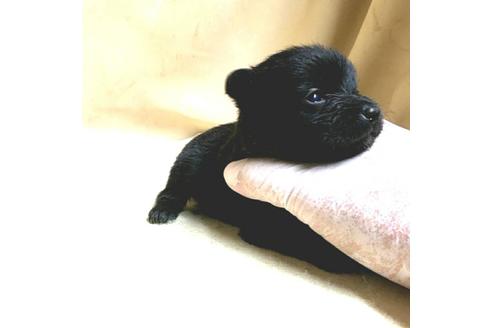 成約済の茨城県のミックス犬-176643の20枚目