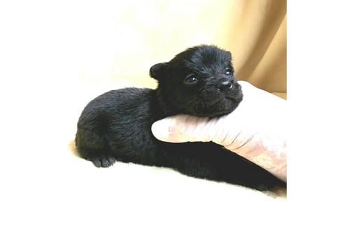 成約済の茨城県のミックス犬-176643の19枚目