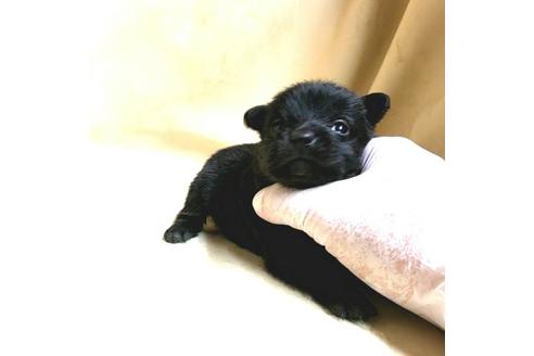 成約済の茨城県のミックス犬-176643の17枚目