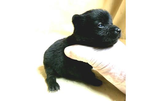 成約済の茨城県のミックス犬-176643の16枚目