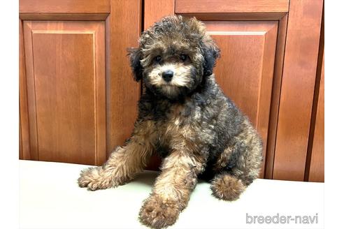 茨城県のミックス犬 女の子 22 01 03生まれ シュナプー ブリンドル 子犬id ブリーダーナビ