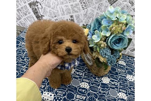 成約済の大阪府のタイニープードル-172394の4枚目