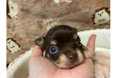 成約済の神奈川県のチワワ(ロングコート)-174810の36枚目