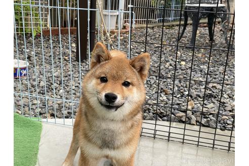 成約済の岡山県の豆柴-161056の6枚目