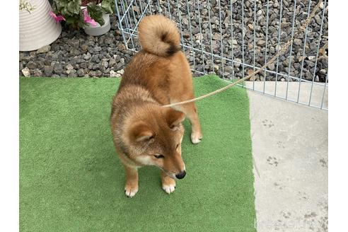 成約済の岡山県の豆柴-161056の5枚目