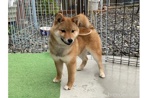 成約済の岡山県の豆柴-161056の4枚目