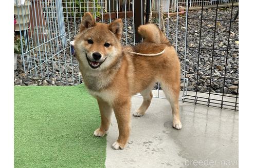 成約済の岡山県の豆柴-161056の3枚目