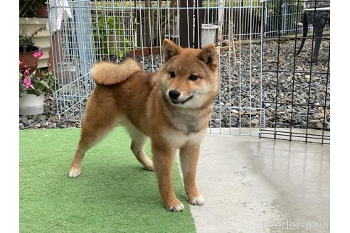 成約済の岡山県の豆柴-161056の2枚目