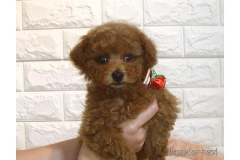 成約済の茨城県のトイプードル-176684の2枚目