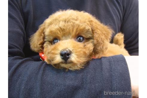 成約済の茨城県のトイプードル-176684の3枚目