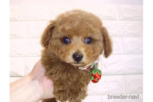 成約済の茨城県のトイプードル-176684