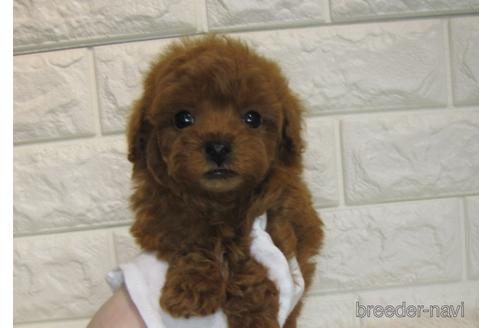 成約済の茨城県のトイプードル-176687の3枚目