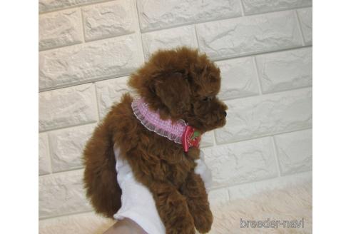 成約済の茨城県のトイプードル-176687の2枚目