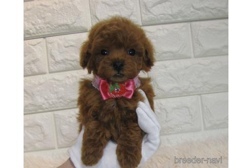 成約済の茨城県のトイプードル-176687