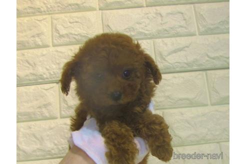 成約済の茨城県のトイプードル-176688の2枚目