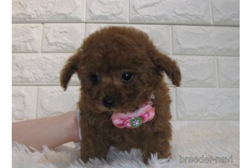 成約済の茨城県のトイプードル-176688の3枚目