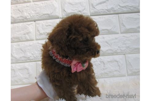 成約済の茨城県のトイプードル-176688の4枚目