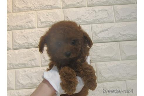 成約済の茨城県のトイプードル-176688