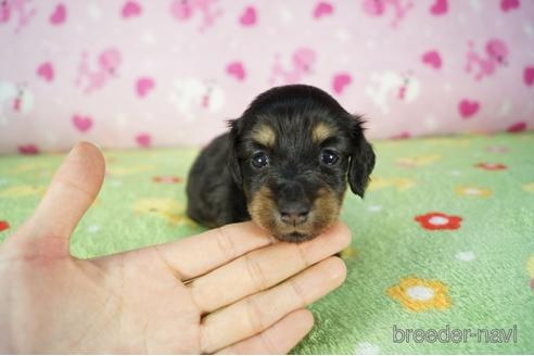 成約済の兵庫県のカニンヘンダックスフンド(ロングヘアード)-176689の3枚目