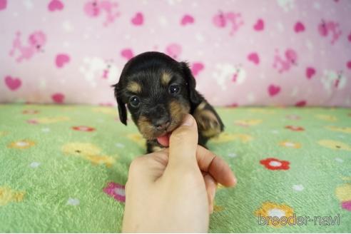 成約済の兵庫県のカニンヘンダックスフンド(ロングヘアード)-176689の1枚目