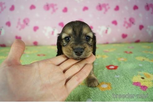 成約済の兵庫県のカニンヘンダックスフンド(ロングヘアード)-176692の4枚目