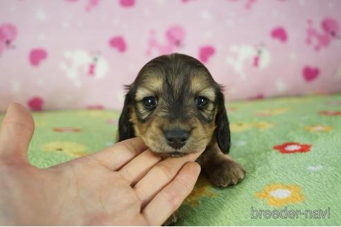 成約済の兵庫県のカニンヘンダックスフンド(ロングヘアード)-176692の1枚目