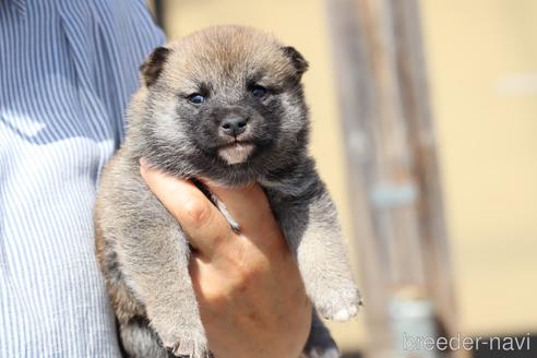 成約済の埼玉県の柴犬-176701